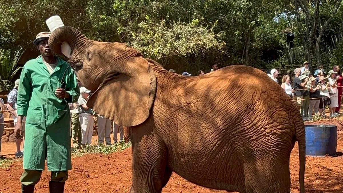 David Sheldrick Wildlife Trust baby elephant