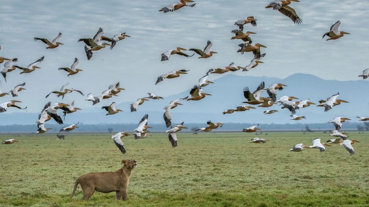 GORONGOSA SAFARIS Mozambique honeymoon