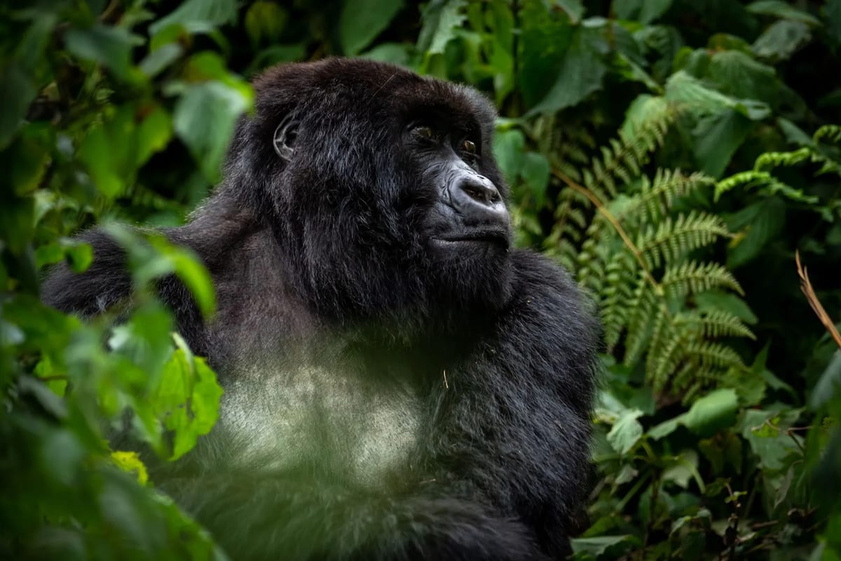 Gorilla Trekking in Rwanda's Volcanoes National Park