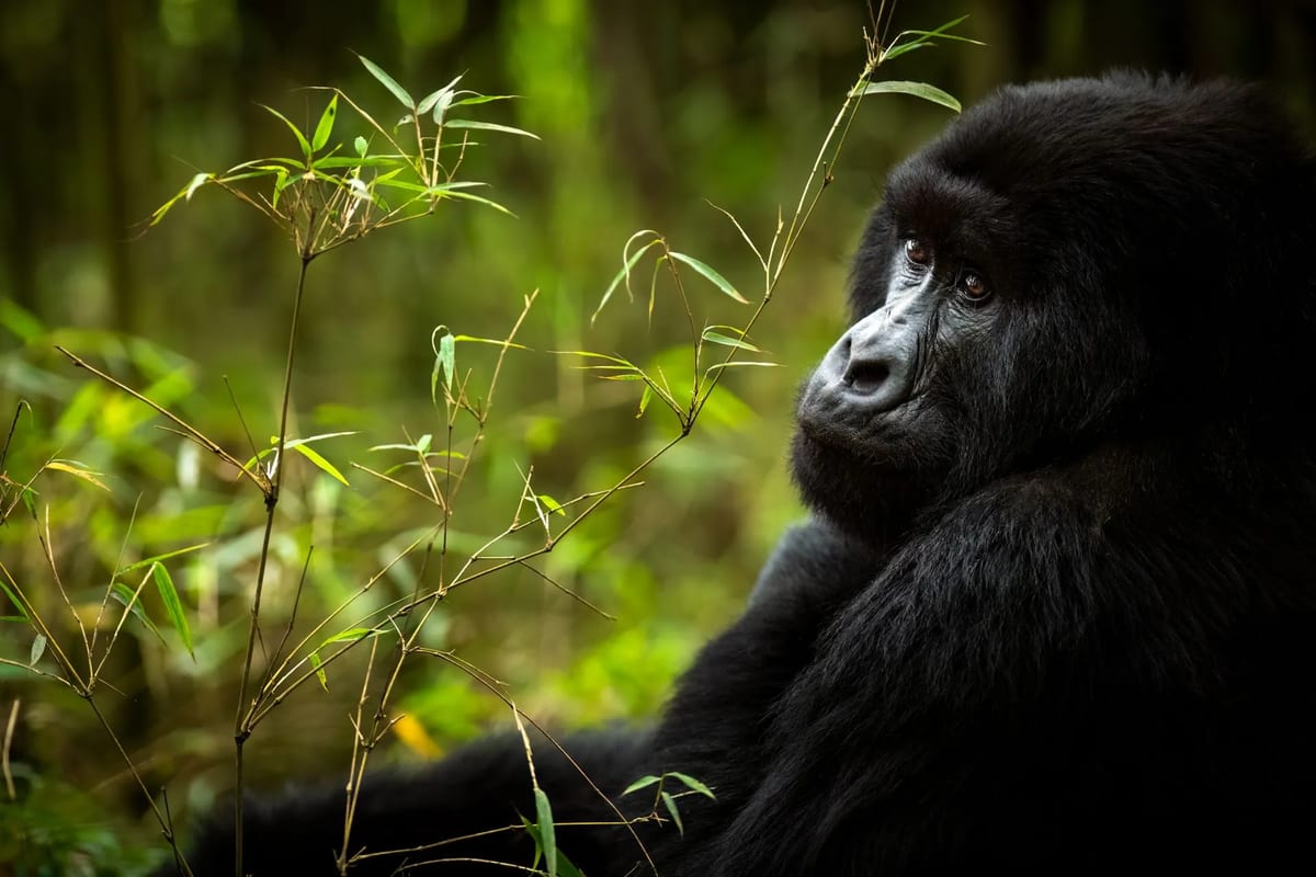 Gorilla Trekking in Rwanda eco tourism