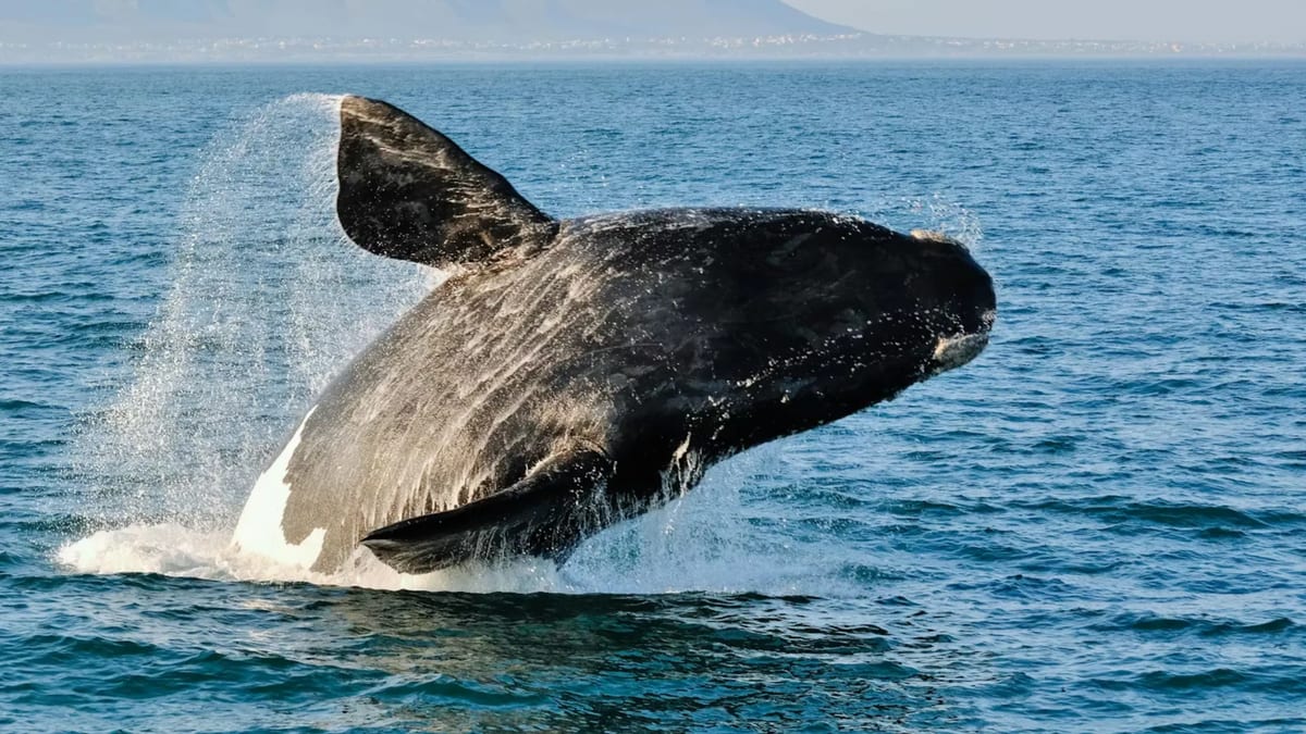 Hermanus whlae coast itinerary