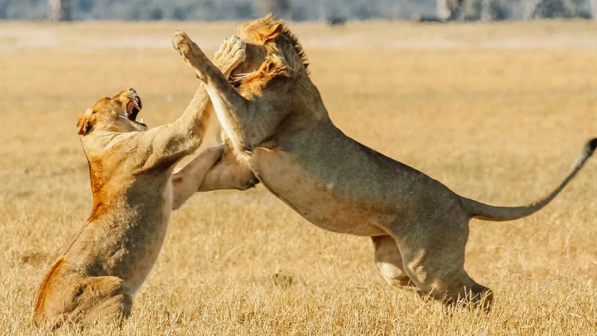 Hwange Zimbabwe Africa itinerary