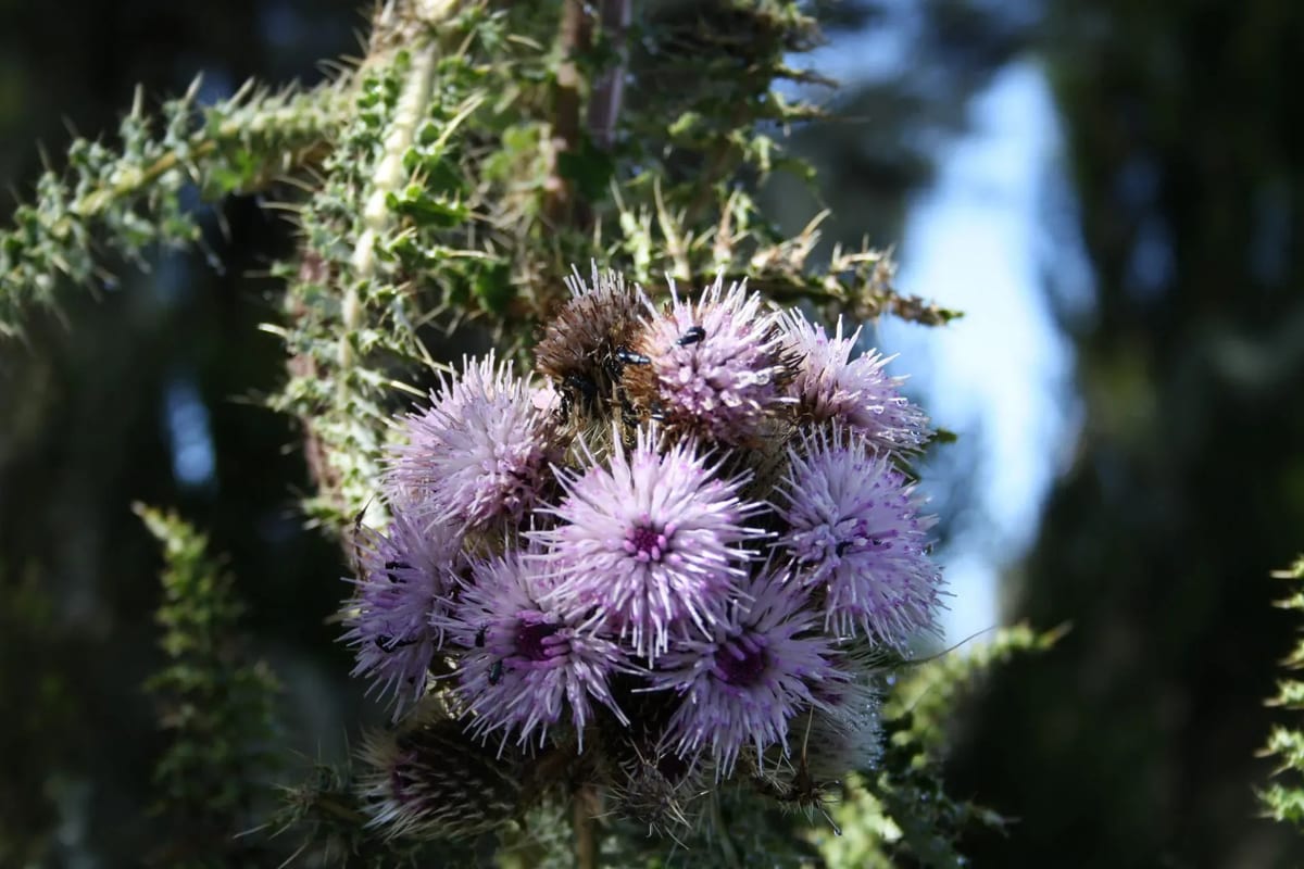 Thistle flower in the foreground with Mount Kilimanjaro's peak visible in the background under a clear blue sky.