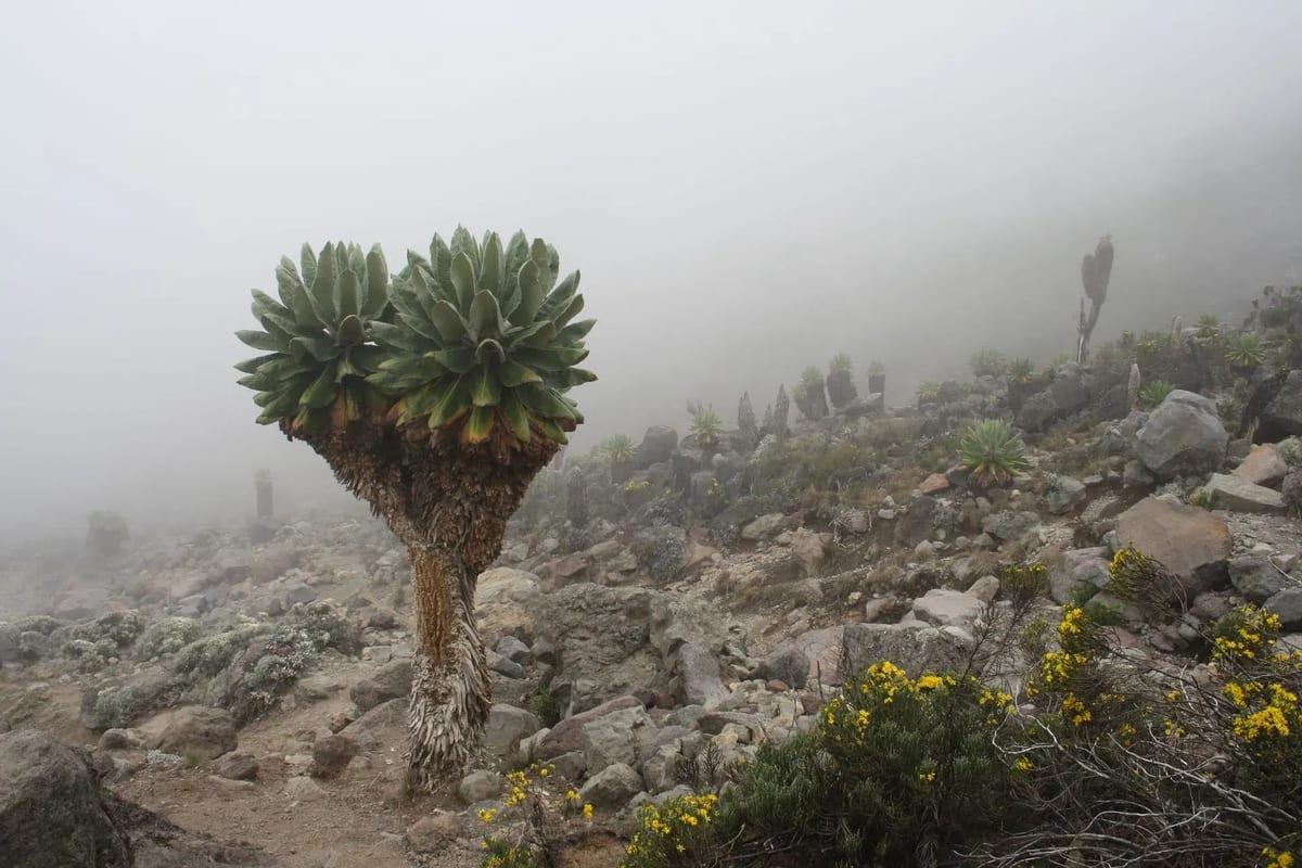 A solitary plant emerges from the fog on a rocky hillside of Mount Kilimanjaro, showcasing resilience in a misty environment.