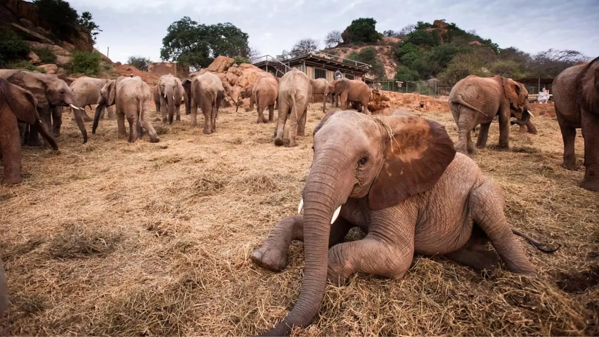 Ithumba Camp baby elephant Kenya itinerary