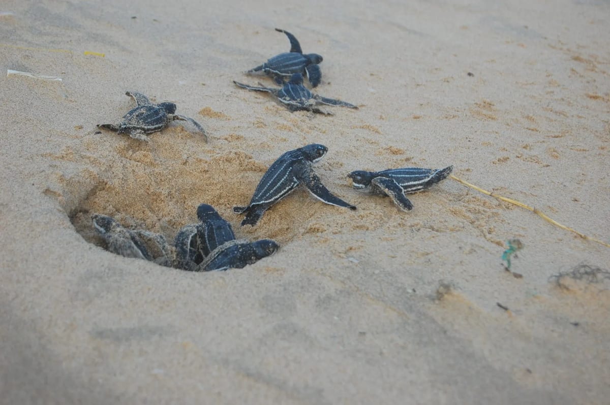 Kosi Bay Turtles hatchlings
