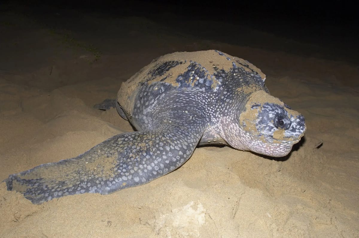 Kosi Bay Turtles nighttime spring