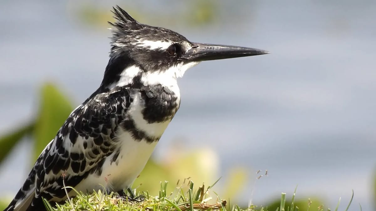 Lake Naivasha kingfisher