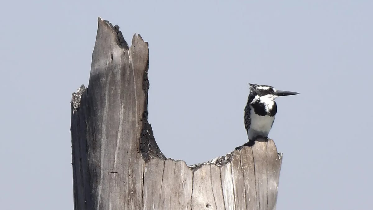 Lake Naivasha kingfisher on a tree