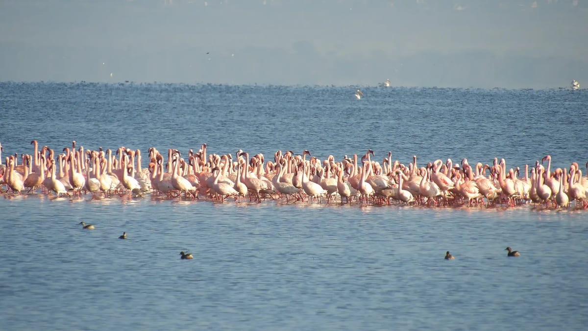 Lake Nakuru birdlife