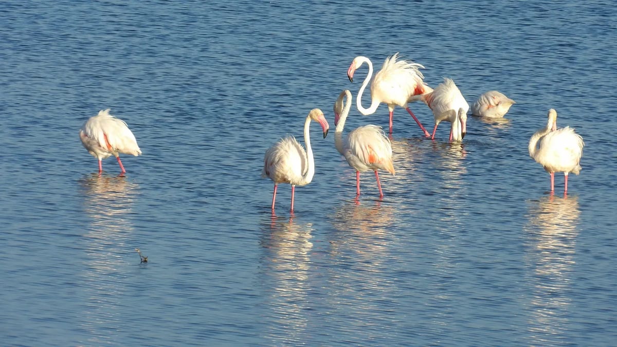Lake Nakuru flamingos