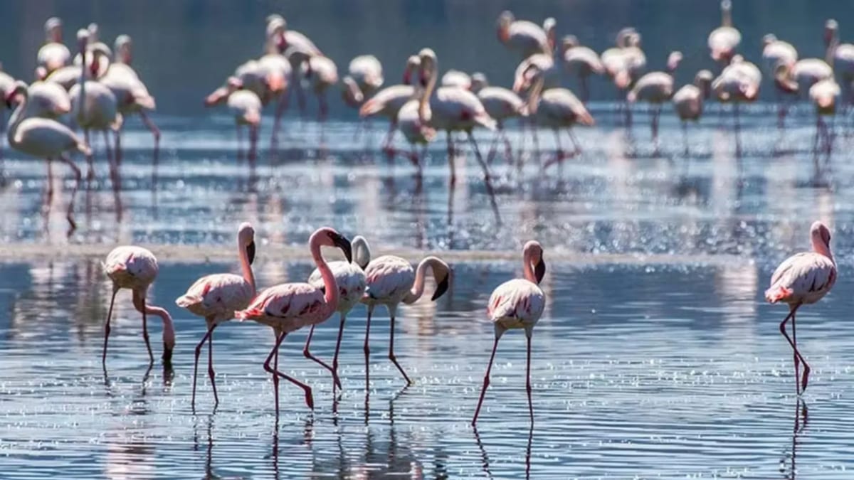 Lake Naivasha flamingos Kenya itinerary