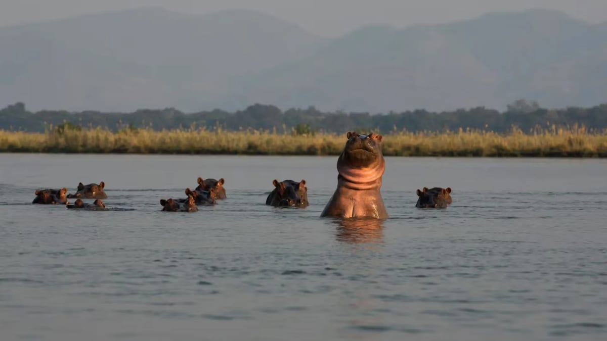 Mana Pools hippos itinerary