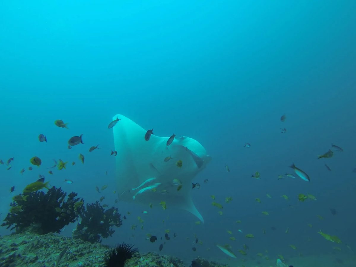 Manta-Ray Conservation in Mozambique's Tofo