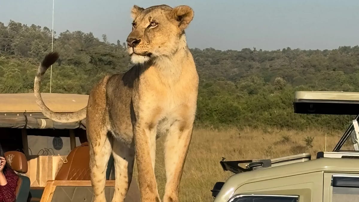Nairobi National Park lion