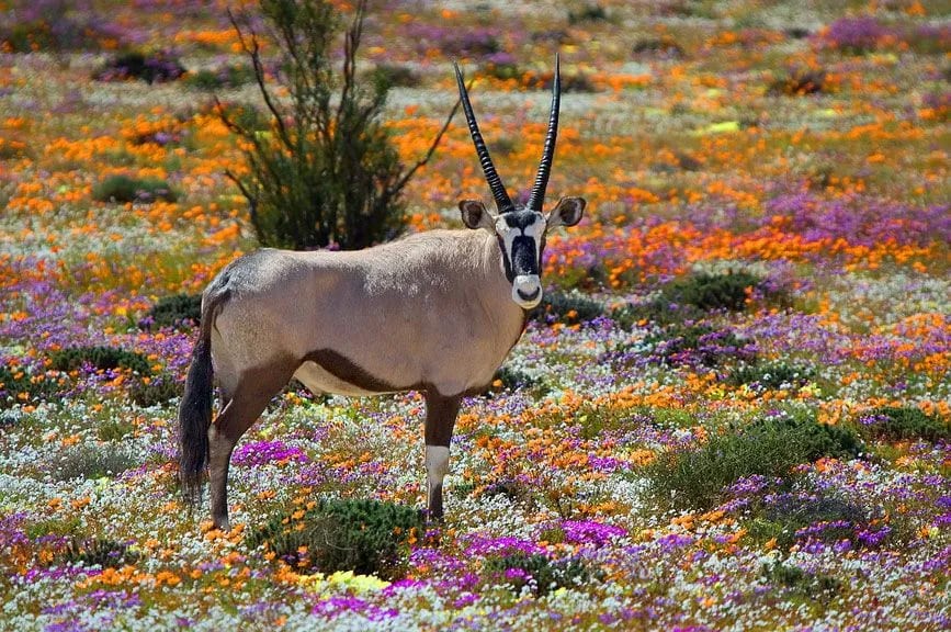 Namaqualand+wild+flowers-1920w