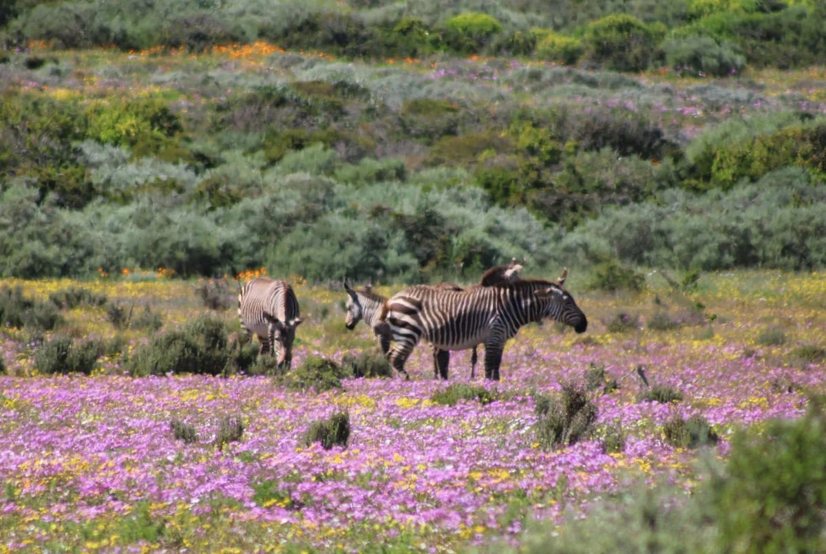 Namaqualand zebra wild flowers