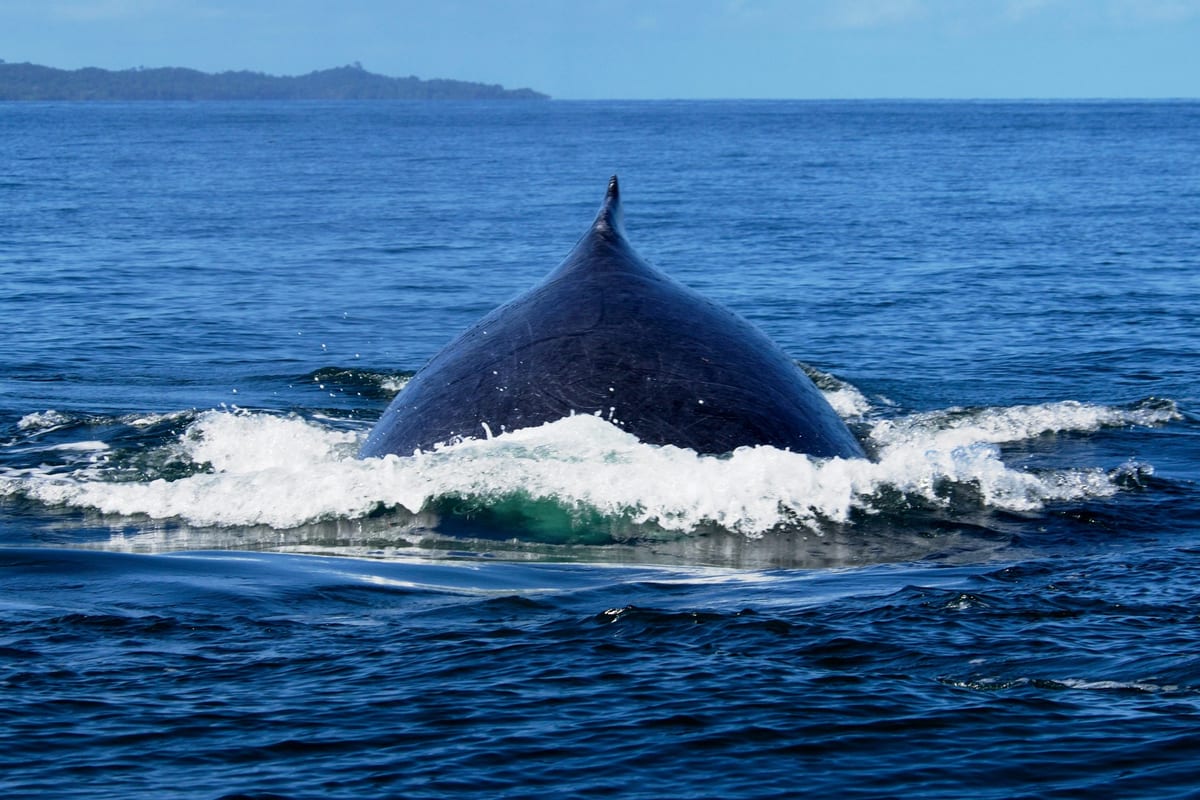 Nosy Be humpback whale