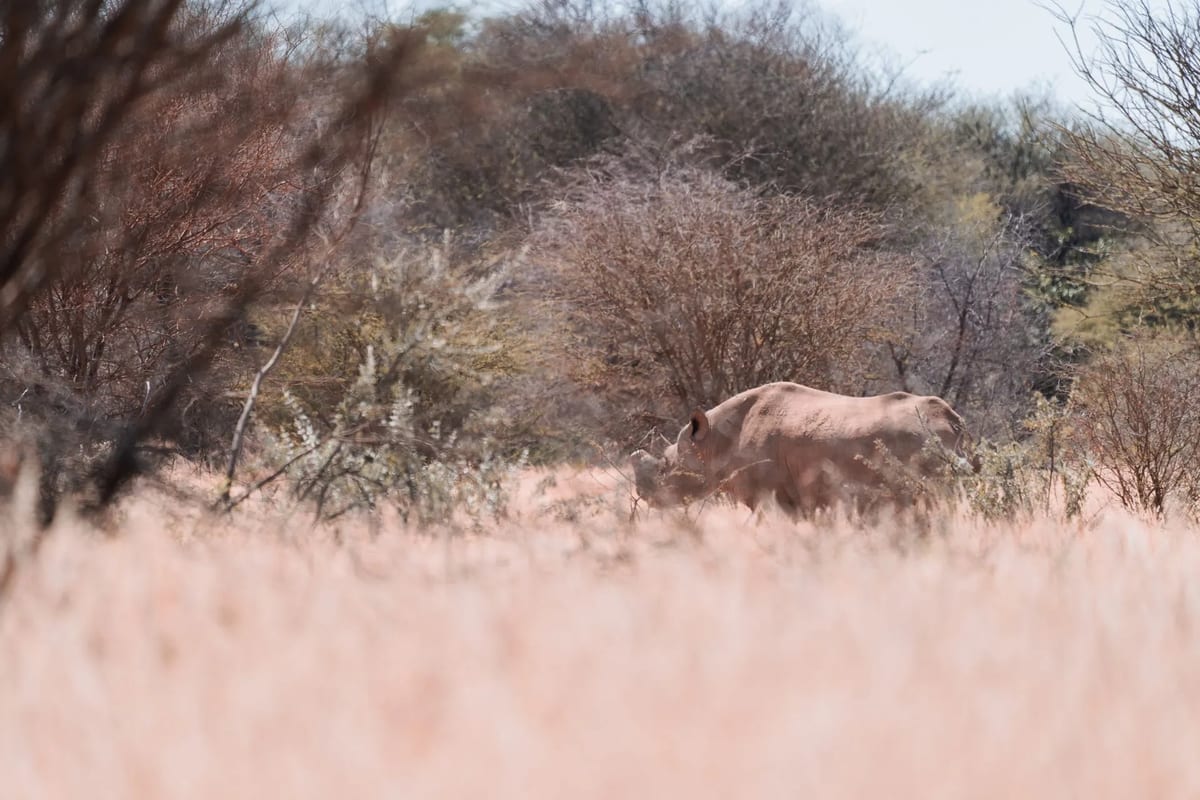 Rhino Tracking eco tourism Damaraland