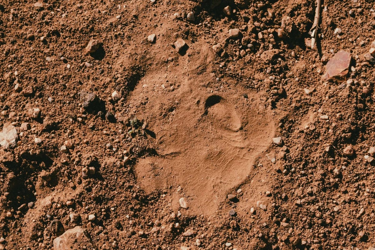 Rhino spoor Namibia's Damaraland