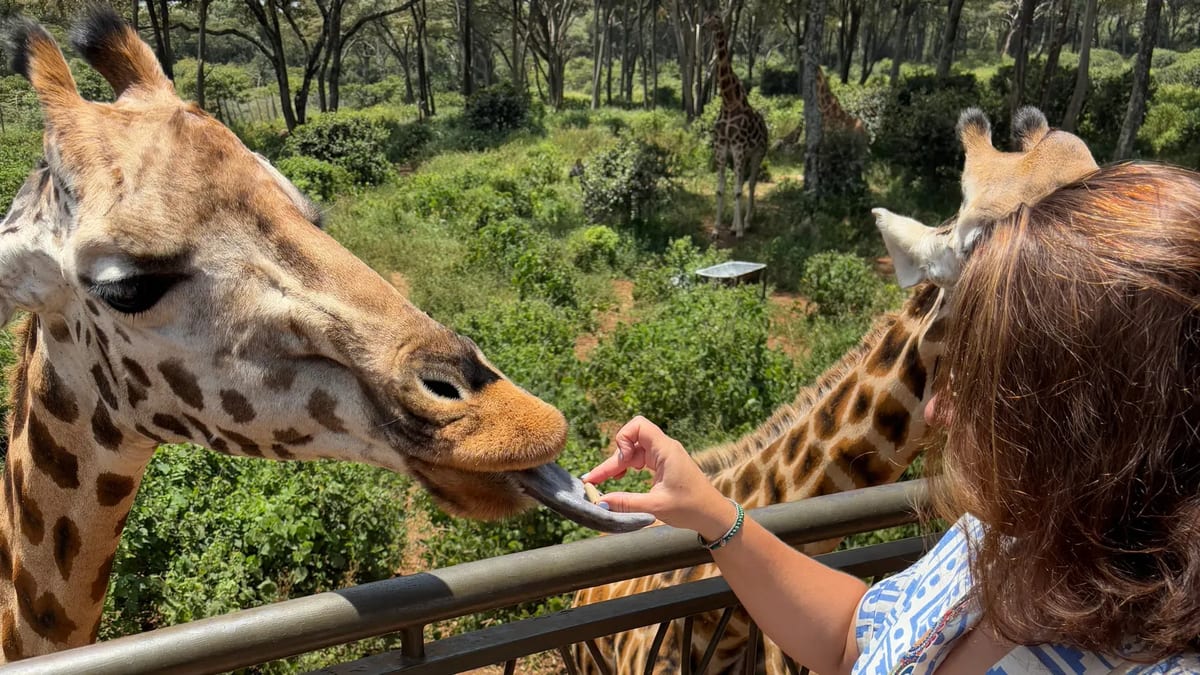 Rotchchild giraffe