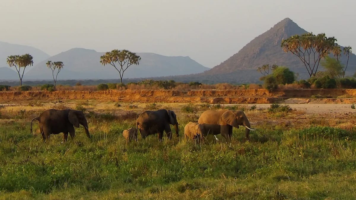 Samburu