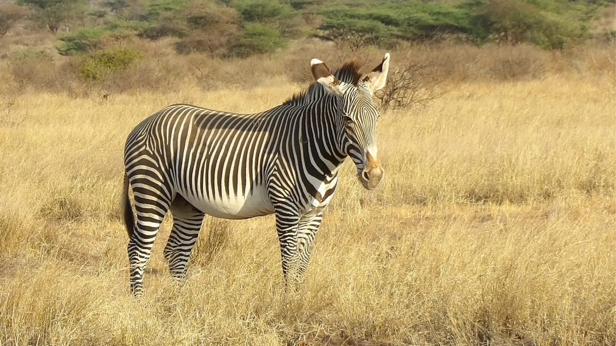 Samburu Grevy's zebra