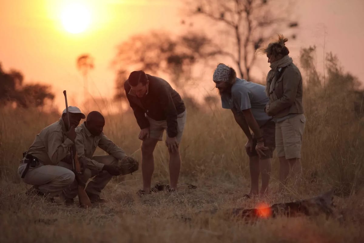 Sandibe walking safari