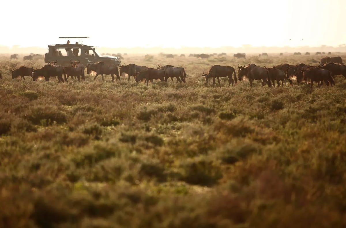Serengeti Tanzania best country for safari