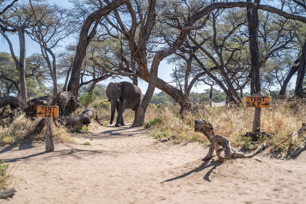 Somalisa elephant sighting