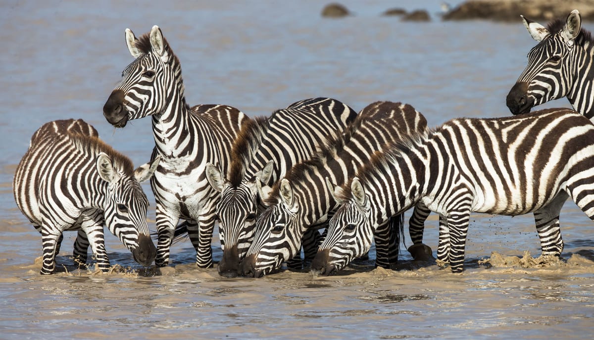 The Great Migration Tanzania