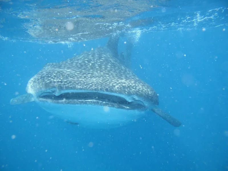 Whale Shark Conservation in Mozambique's Tofo