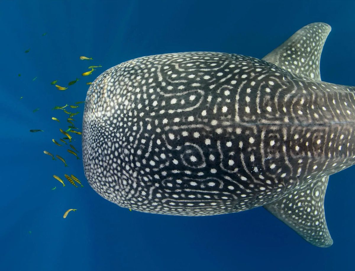 Whale shark spring
