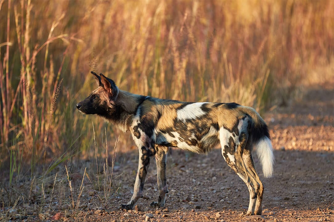 Zambia-bestplaces-kafue__0002_03