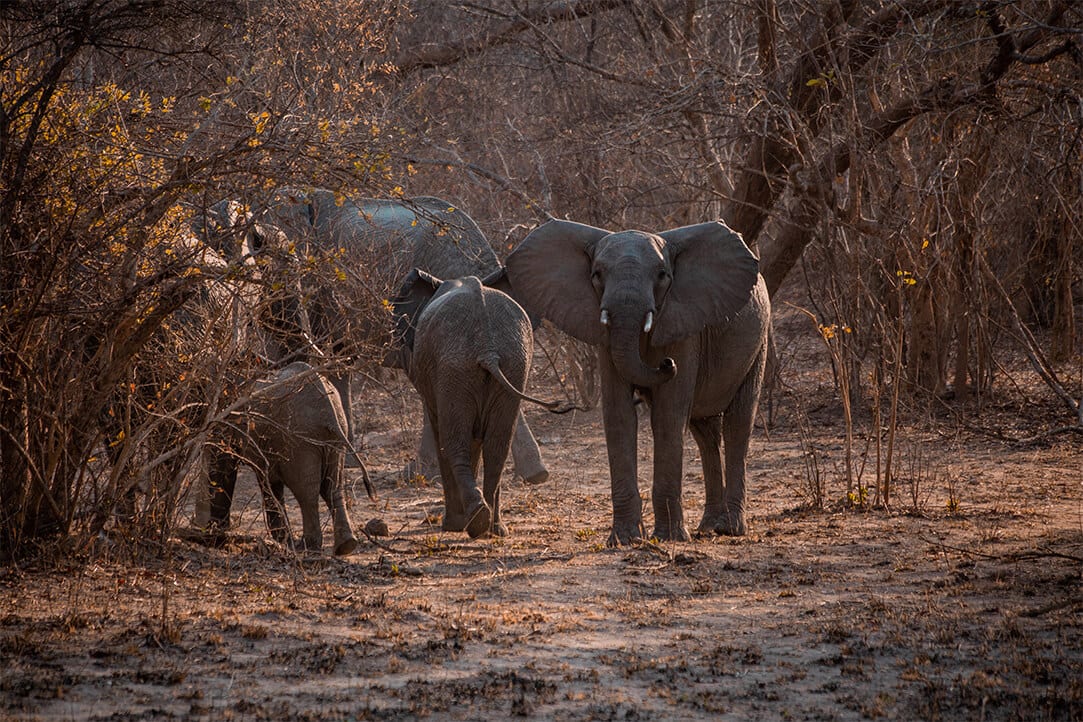 Zambia-bestplaces-kafue__0003_04