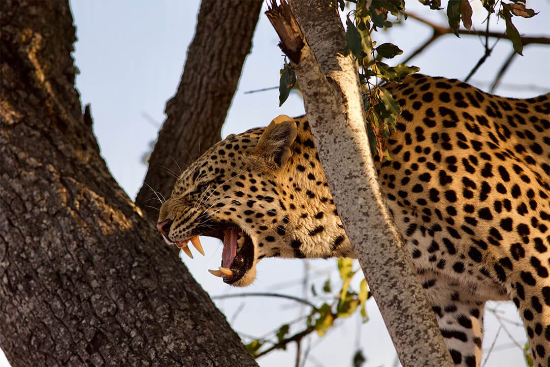 Zambia-bestplaces-kafue__0004_05