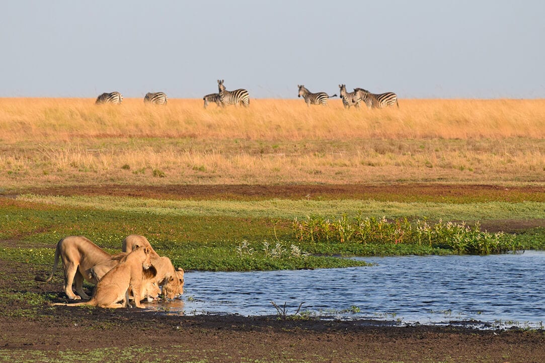 Zambia-bestplaces-liuwa__0003_04