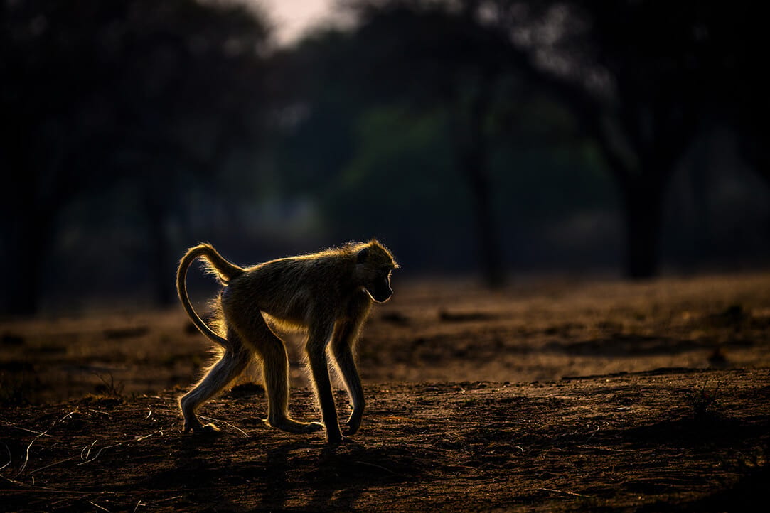 Zambia-bestplaces-luangwa__0001_02