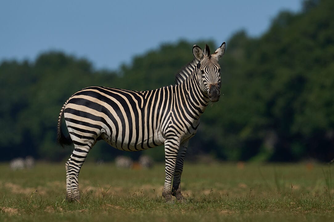 Zambia-bestplaces-luangwa__0002_03
