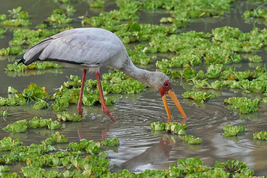 Zambia-bestplaces-luangwa__0003_04