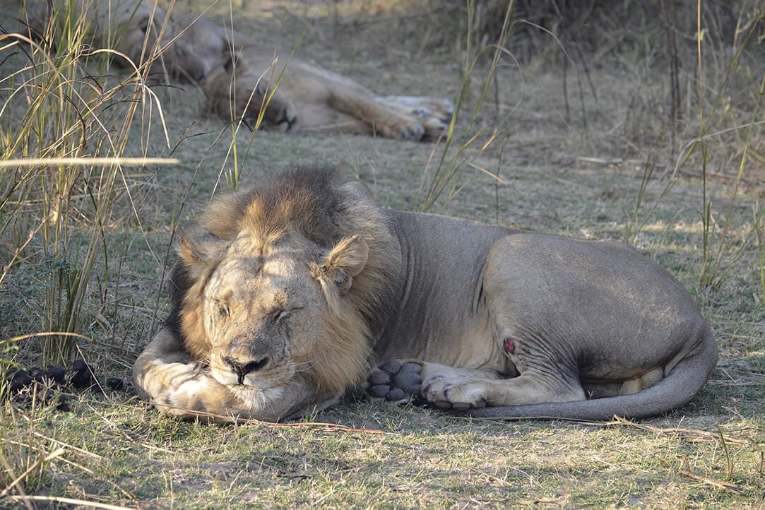 Zambia-bestplaces-luangwa__0004_05