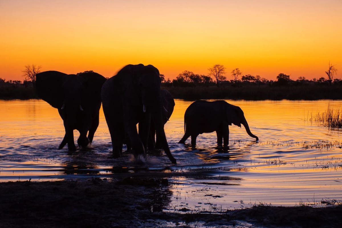 Botswana eco-tours