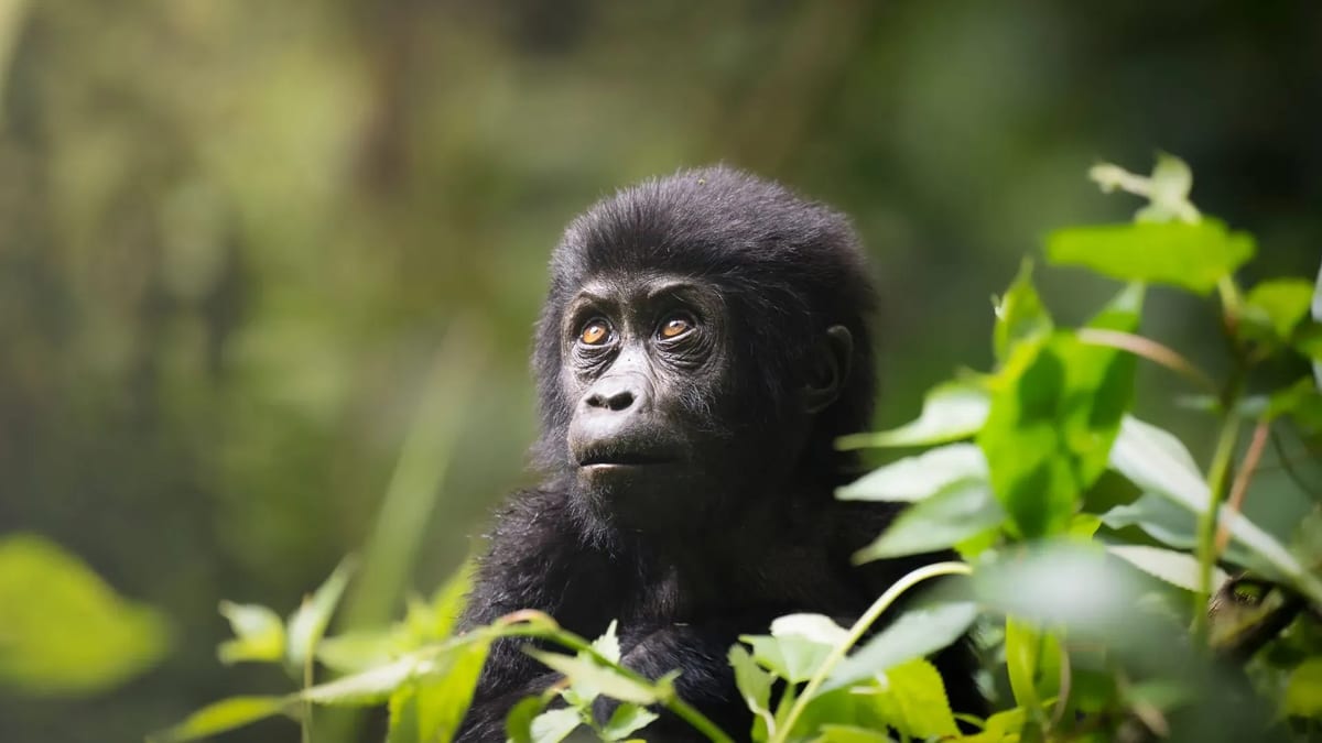 Bwindi forest gorilla