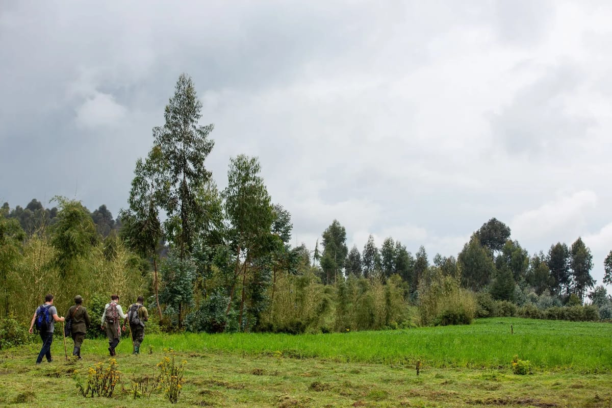 eco-tourism trek Rwanda's Volcanoes National Park