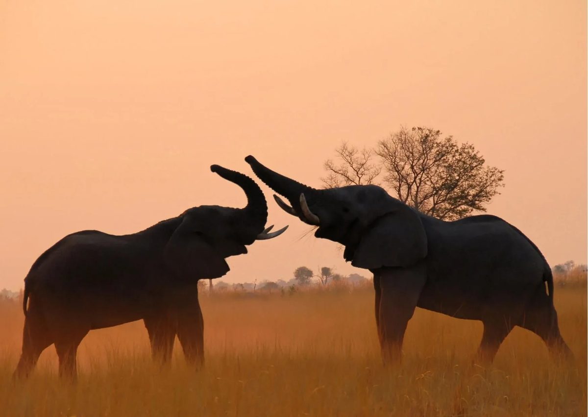 Elephant scenery