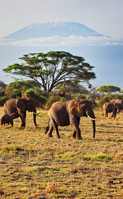 Kenya best time to visit seasonal guide