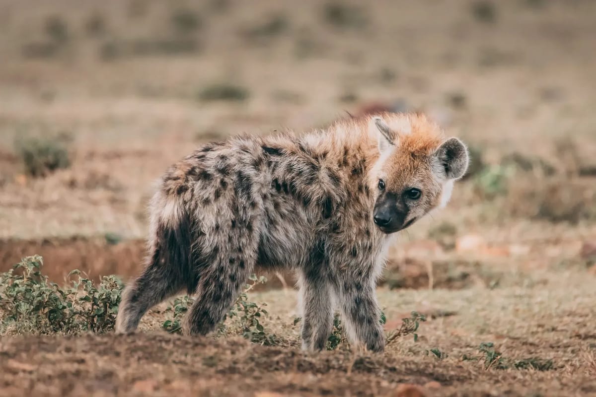 kenya-hyena-1920w