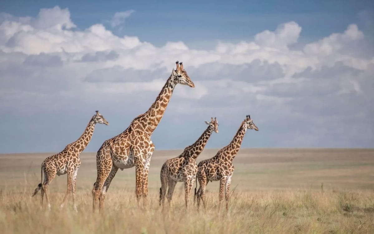 Kenya giraffe