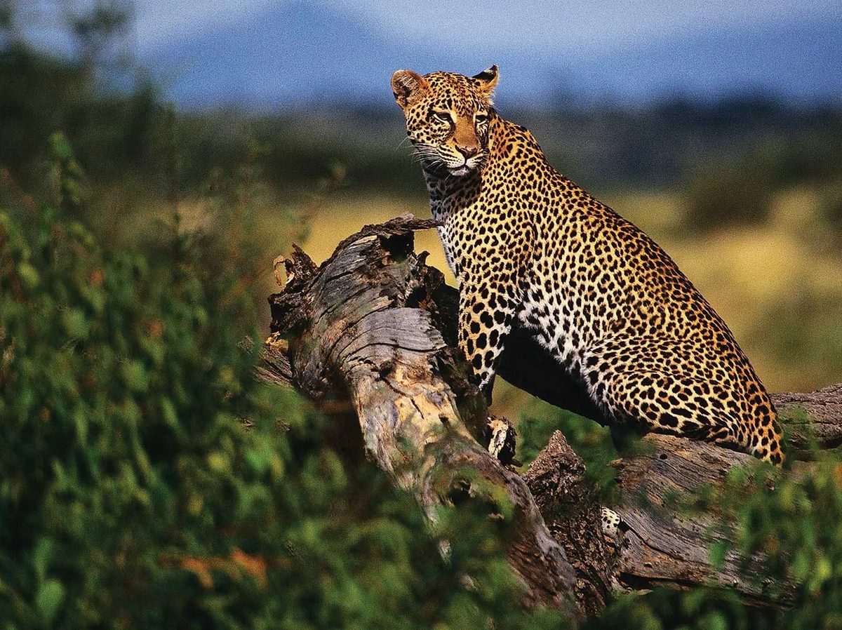 leopard African safari honeymoon
