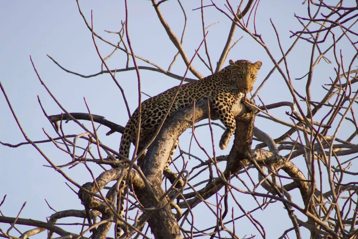 Leopard sighting Kruger spring